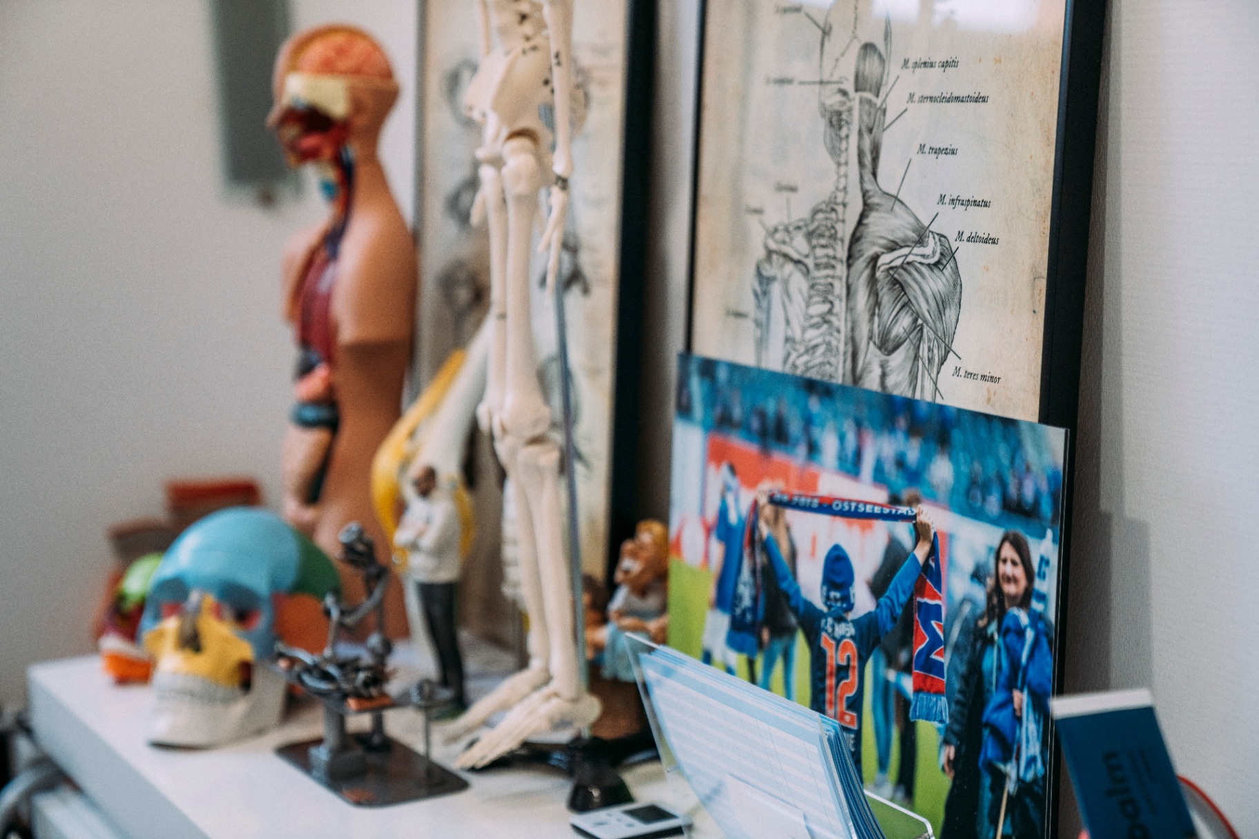 Anatomische Modelle und Fanbild