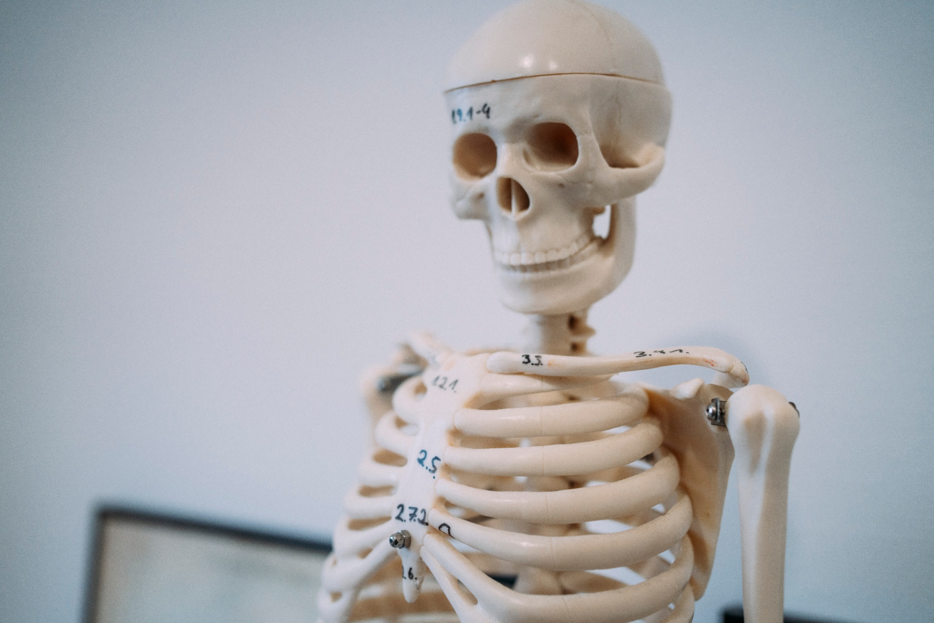 Anatomisches Skelettmodell